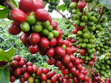 Cultivo del café | CAFÉ LOS PORTALES DE CÓRDOBA