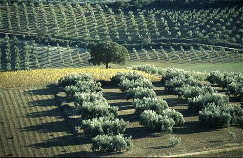 Cultivo del olivo | Esencia de Olivo   Aceite de Oliva