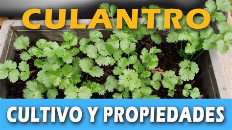 CULTIVO Y PROPIEDADES DEL CULANTRO   YouTube