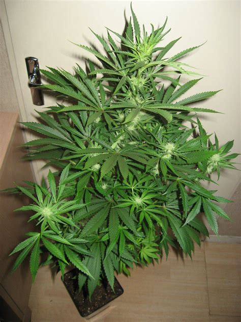 Culture du cannabis en pots de terre   Blog du Growshop ...