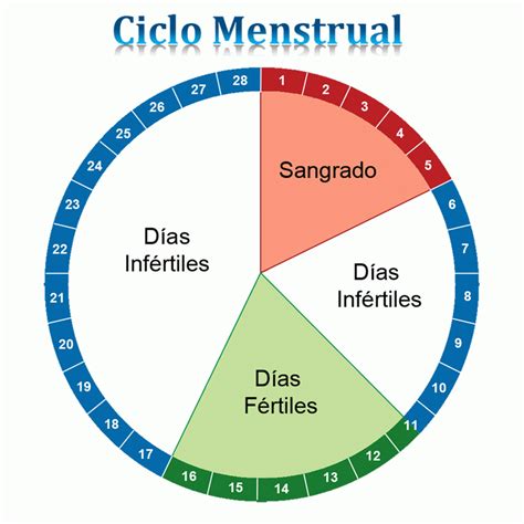 Curiosidades del ciclo menstrual | Solonosotras.com