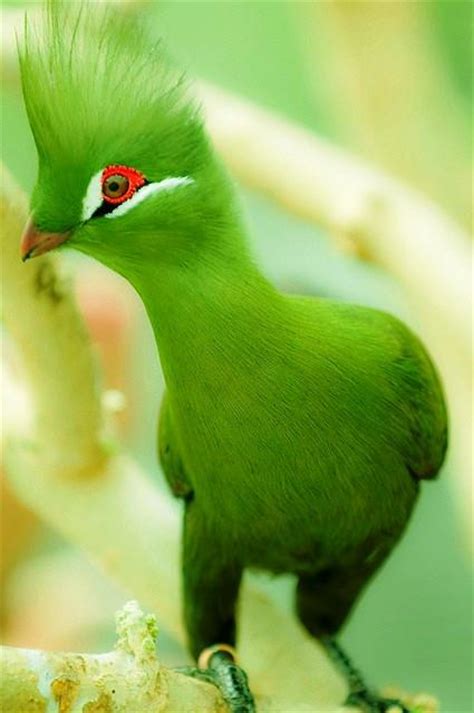 Curiosidades del Mundo: Aves exóticas del Amazonas y del ...