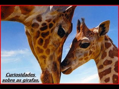Curiosidades   Girafas   YouTube