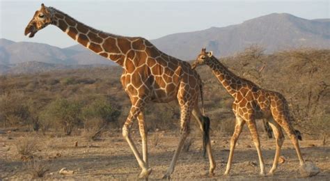 Curiosidades sobre las jirafas