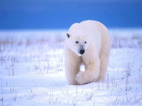 Curiosidades y fotos de animales: Oso polar