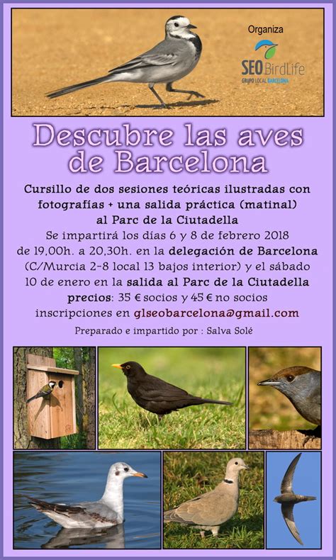 Cursillo de aves urbanas: febrero 2018   GL SEO Barcelona