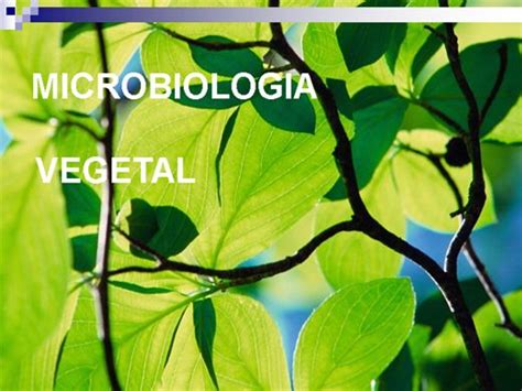 Curso de MICROBIOLOGIA VEGETAL | Buzzero.com
