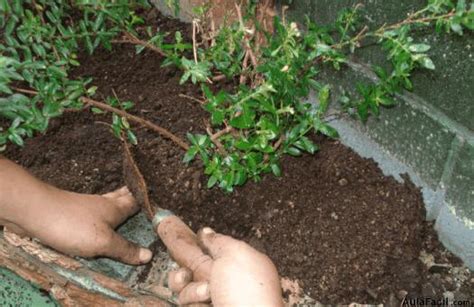 Curso gratis de Jardinería. Plantas con Flores   Abono de ...