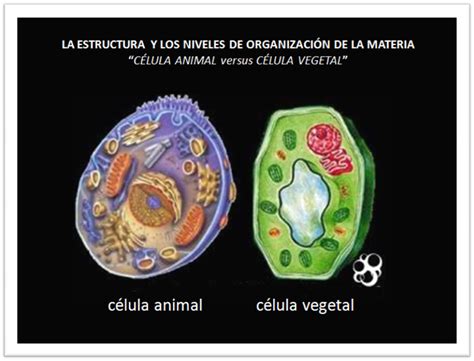CUSEVI Y PEMACO: Diferencias entre las células animales y ...