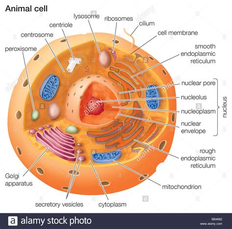 Cutaway drawing of a eukaryotic animal cell Stock Photo ...