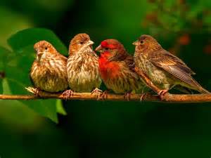 Cute Birds Group Animal