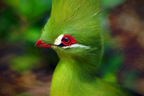 Cute & Colorful Turaco Bird HD Wallpaper & Pictures at ...