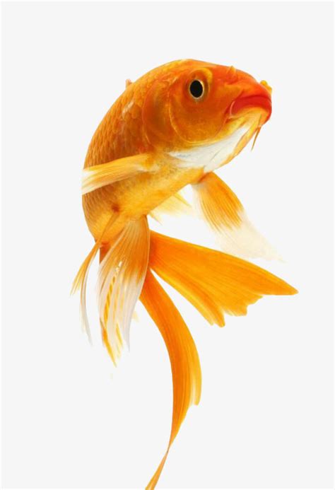 Cute Goldfish, Goldfish, Fish, Golden PNG Image and ...