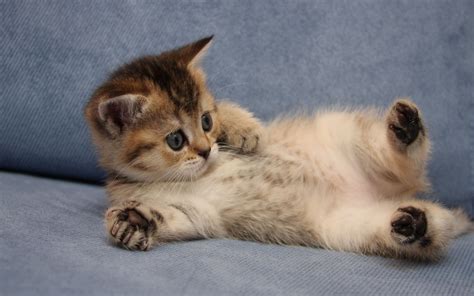 Cute Kitten adoration thread  =^.^=  | PhanaticMC