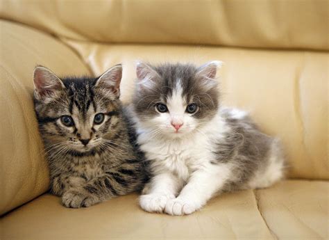 Cute Kittens | lifesfinewhine