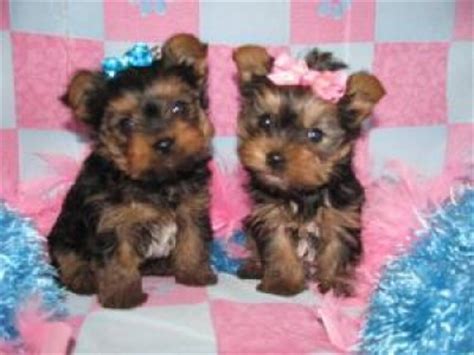 cute looking male and female baby teacup yorkie puppies ...