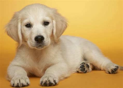 Cute Puppies images cute puppy HD wallpaper and background ...