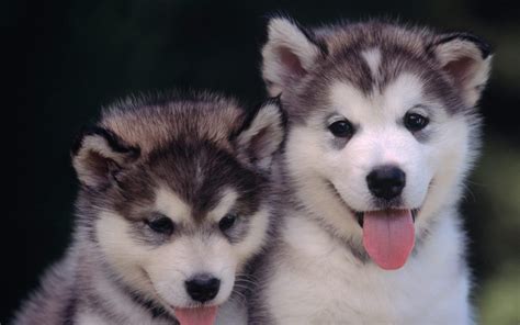Cute Puppies :    Puppies Wallpaper  22040943    Fanpop