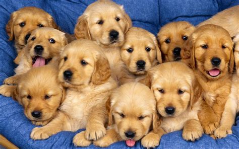 Cute Puppies :    Puppies Wallpaper  22040946    Fanpop