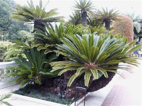 Cycas Revolta, Sago Cycad Palm, Entry Garden at Art Museum ...