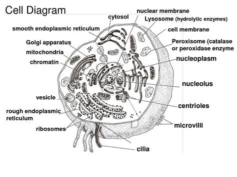 Cytoskeleton Coloring Pages