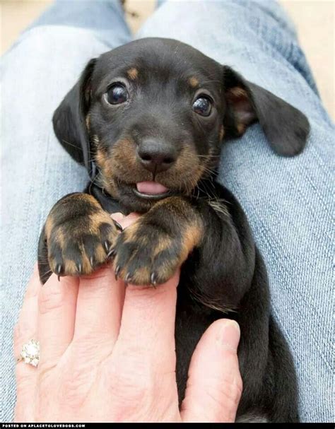 Dachshund Puppy | Animals are my passion | Pinterest