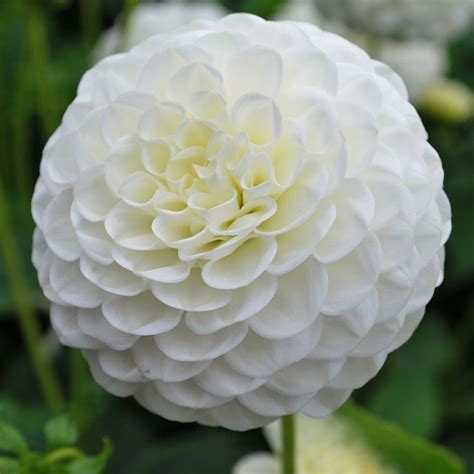 Dahlia White Aster   Rose Cottage Plants
