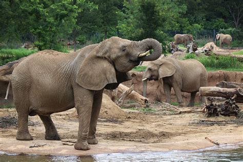 Dallas Zoo Hopes To Import New Elephants, But Activists ...