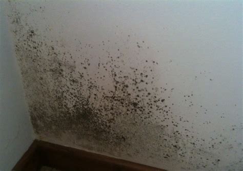 Damp and mould — Ian Perks Estate Agent