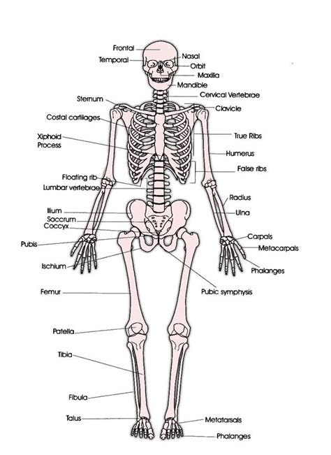 Dancer s Resources   The Skeletal System
