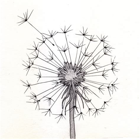 dandelion sketch … | 1 in 2018…