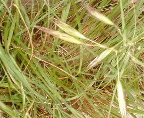 Danthonia californica, California Oat Grass