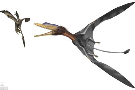 Darwinopterus: New flying dinosaur discovered that could ...