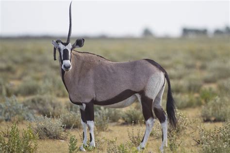 Datei:Oryx gazella  unicorn .jpg – Wikipedia