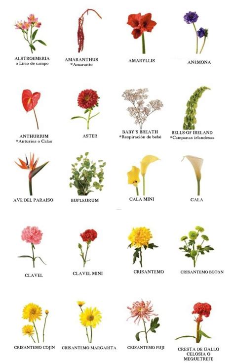 Datoonz.com = Tipos De Plantas Con Flores ~ Várias idéias ...