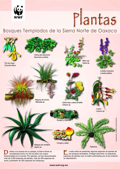 Datoonz.com = Tipos De Plantas Que Existen En Mexico ...