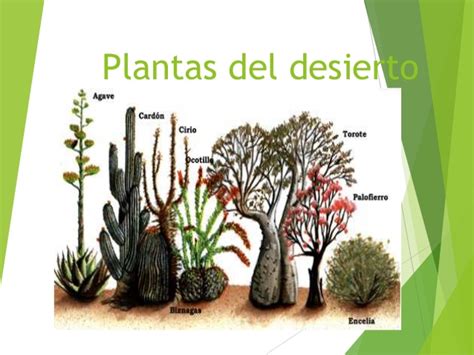 Datoonz.com = Tipos De Plantas Que Hay En El Desierto ...