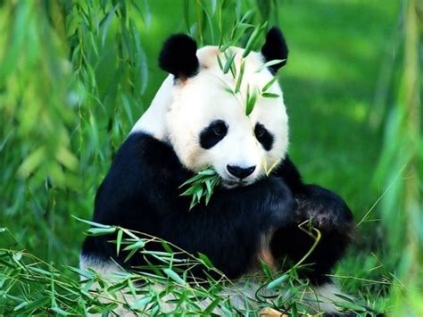 Datos Curiosos: Cuánto Duerme Un Oso Panda | Imágenes de ...