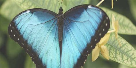 Datos increíbles sobre las mariposas