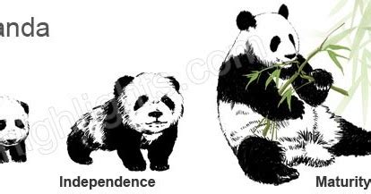 Datos que no sabías sobre los Osos Pandas: Ciclo de Vida