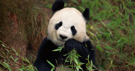 Datos sobre pandas en peligro de extinción | eHow en Español