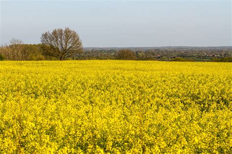 Datoteka:A sea of yellow rapeseed flowers.jpg   Wikipedia