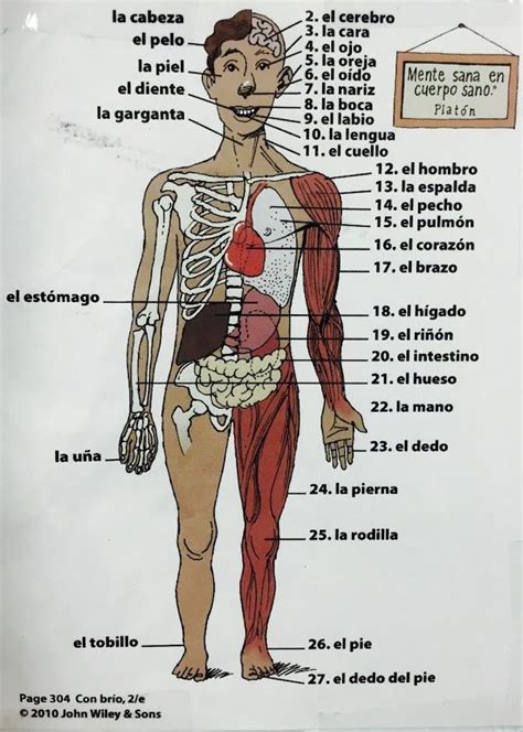 De 20+ bästa idéerna om Anatomía del cuerpo humano på ...