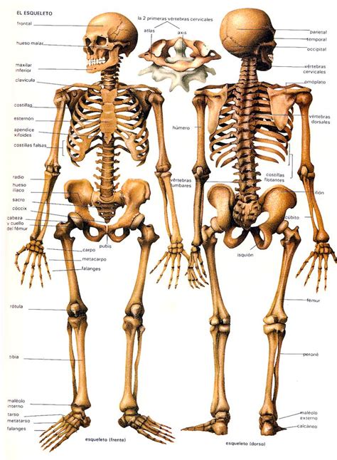 ¿De cuántos huesos consta el cuerpo humano? | Blogodisea