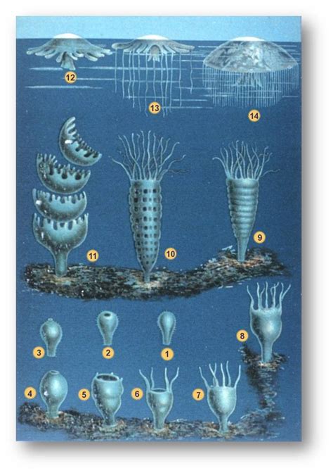 De dónde salen las medusas?