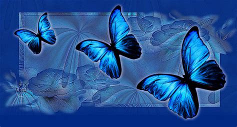 De mariposas brillantes con movimiento   Imagui