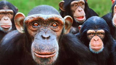 De no creer: sacrificaron a 57 monos por una insólita razón