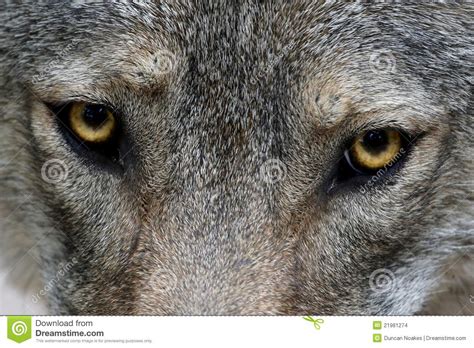 De Ogen van de wolf stock foto. Afbeelding bestaande uit ...