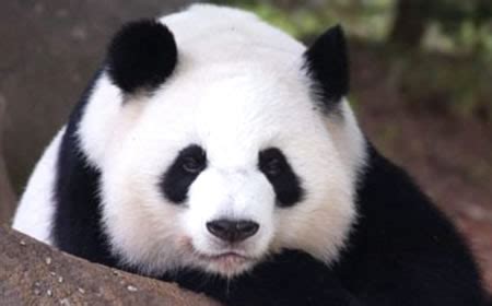 De ositos panda   Imagui