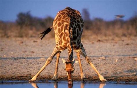 De por qué las jirafas no se desmayan al beber agua